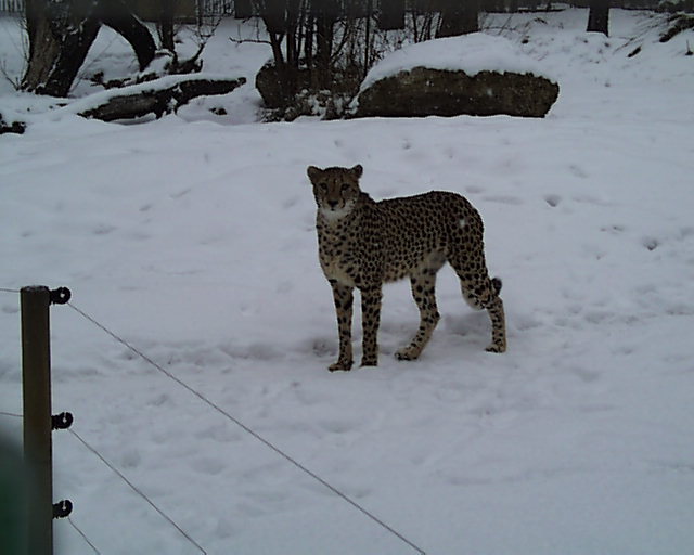 zoo00015.jpg