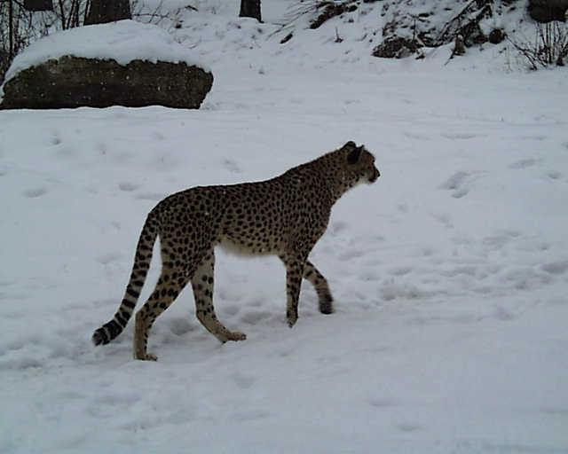 zoo00019.jpg