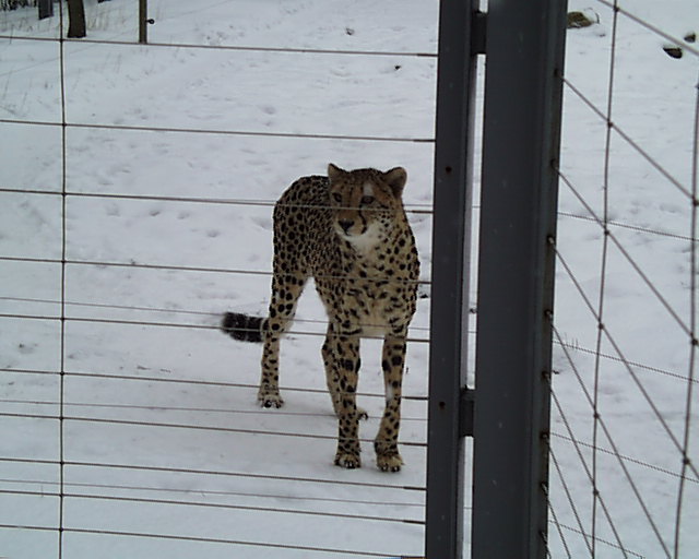 zoo00020.jpg